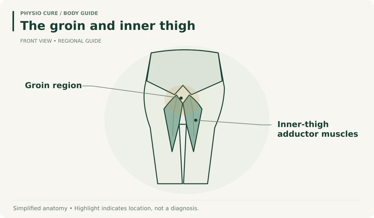 Front-view pelvis and upper-thigh illustration highlighting the groin and showing the inner-thigh adductor muscle regions.