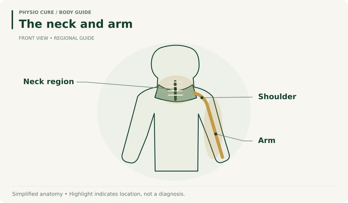 Front-view upper-body illustration highlighting the neck, shoulder and one arm, with simple region labels.